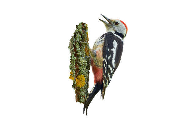 istock Middle spotted woodpecker isolated on white background 1333728788