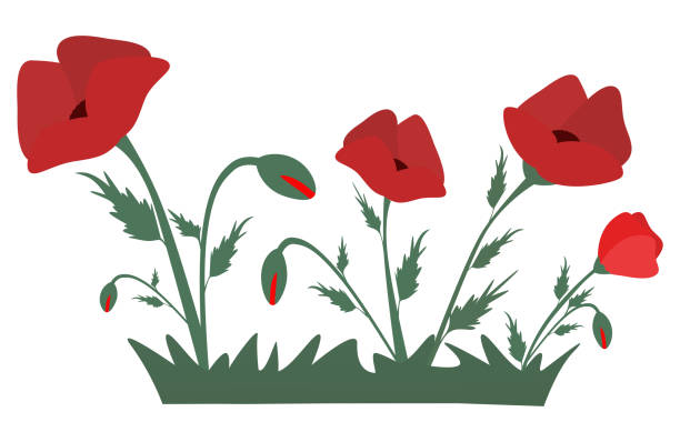 Red poppies in the grass. Red poppies in the grass. Design element for for Remembrance Day, Anzac Day. Vector illustration Isolated on white background military funeral stock illustrations