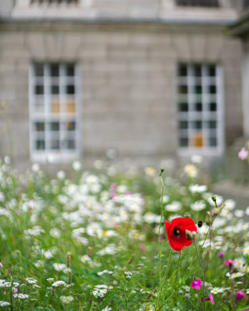 A shallow depth of field image of the the wild flowers growing on the ground of Trinity college, with the building and white windows blurred out with other wild flowers and focus on the single red poppy in the foreground.