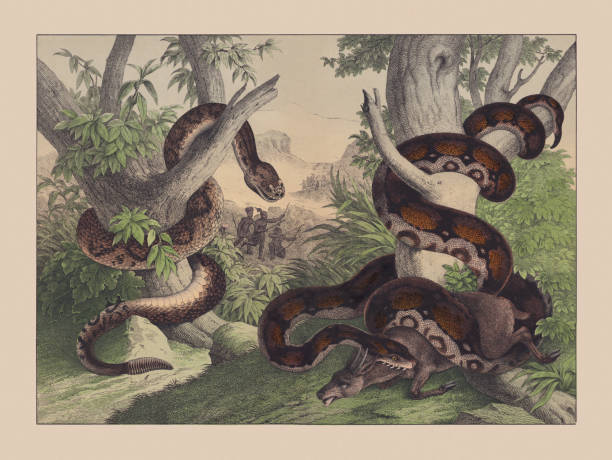 ヘビ(オフィディア)、手色クロモリトグラフ、1882年に出版 - timber rattlesnake点のイラスト素材／クリップアート素材／マンガ素材／アイコン素材