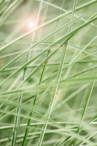istock Grass with flases of light 1333731313