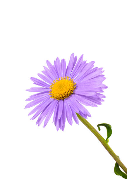 istock Flower lilac aster isolated on white background. 1333732178