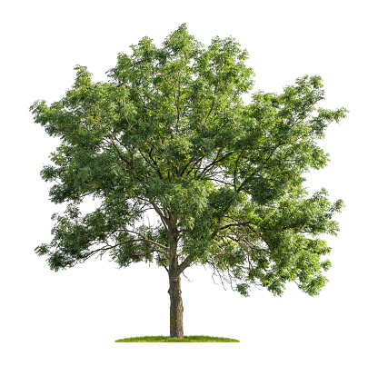 Isolated ash tree on a white background