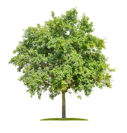 Trees on white background with clipping path and alpha channel.