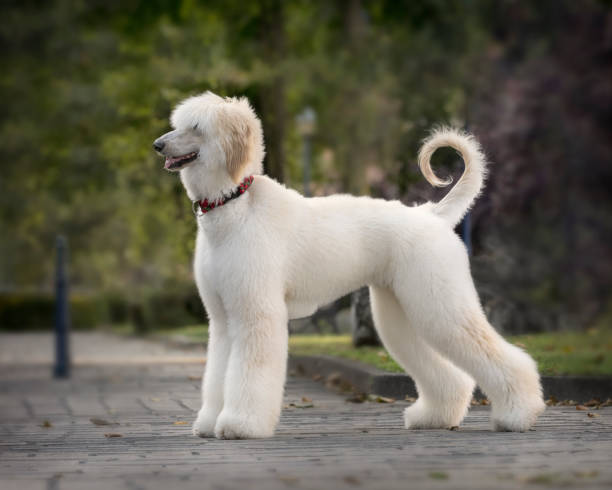 切りたての髪を持つ若いアフガニスタンのグレイハウンド - standard poodle ストックフォトと画像