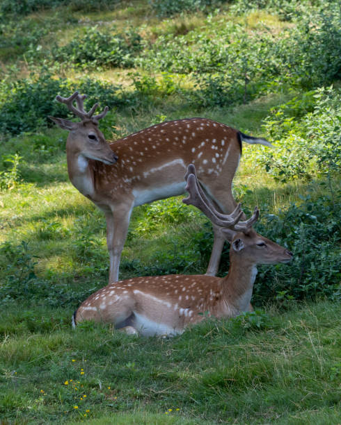 istock The European fallow deer 1333733641