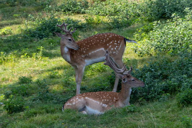 istock The European fallow deer 1333733649