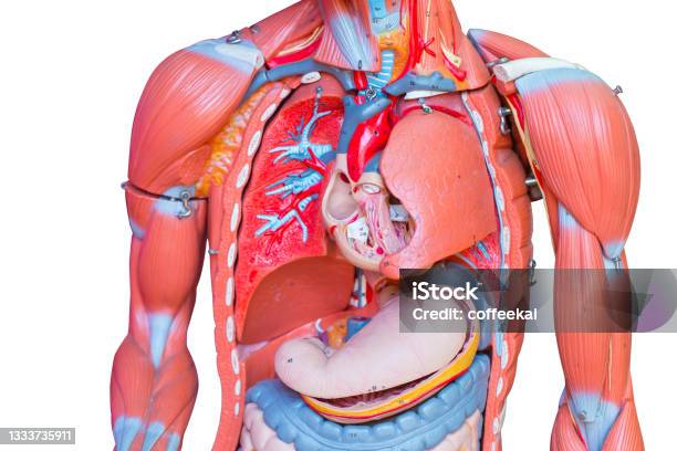 Upper Body Human Male Chest Internal Organs Lung Heart And Stomach Part Model Figure For Medical Education Stock Photo - Download Image Now