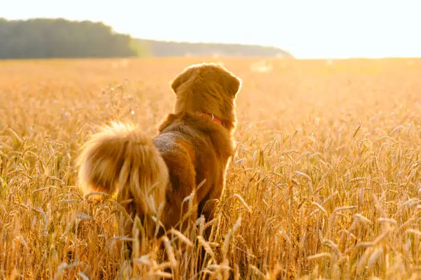 A large red-haired dog stands in a field and looks at the sunset. Selective focus