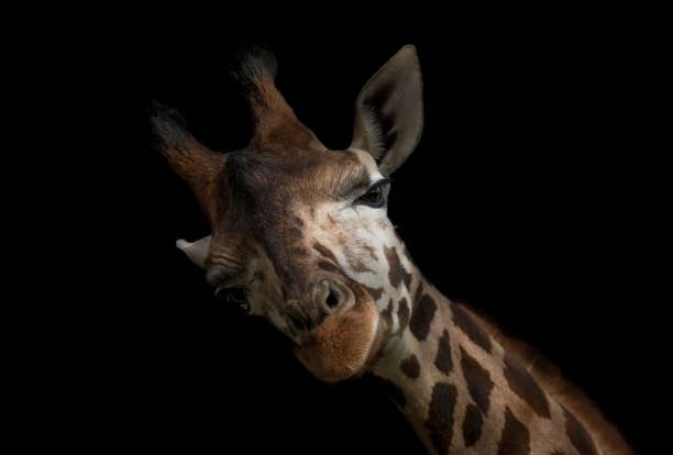 istock Quirky Giraffe Portrait 1333737499