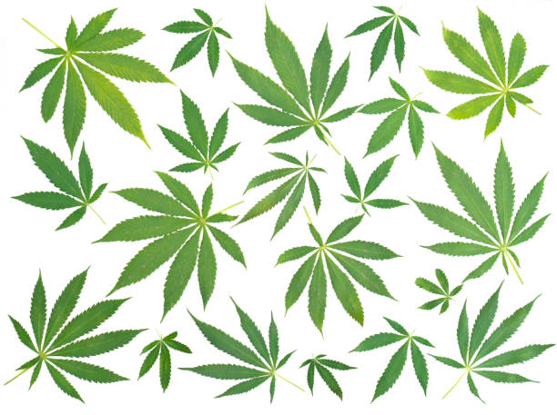 Cannabis leaf composition Cannabis leaf composition isolated on white background. bong photos stock pictures, royalty-free photos & images