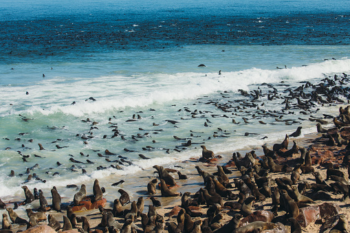 Large group of fur seals having the beach time during sunny day in Namibia, Southern Africa