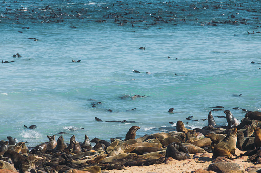 Large group of fur seals having the beach time during sunny day in Namibia, Southern Africa