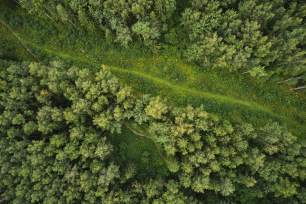 istock Small forest road in summer, view from above 1333738586