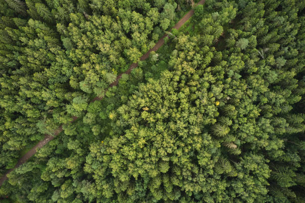 istock Small forest road in summer, view from above 1333738603