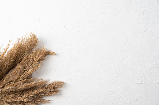 Flat lay pampas grass on white surface top view background
