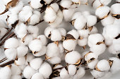 Tree branch with cotton flowers on white background