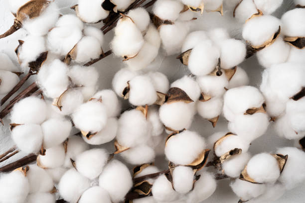 Tree branch with cotton flowers on white background Tree branch with cotton flowers on white background, Cotton flowers isolated on white background, top view flat lay textile industry textile thread industry stock pictures, royalty-free photos & images