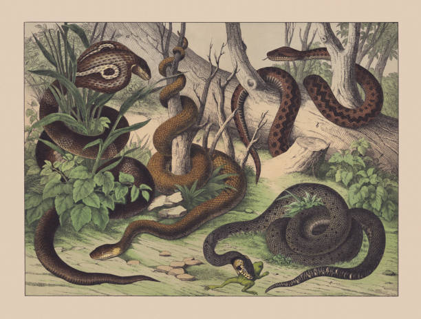 illustrations, cliparts, dessins animés et icônes de serpents (ophidia), chromolithographe, publié en 1882 - european adder illustrations