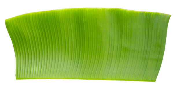 istock Banana green leaf on white background. 1333744868