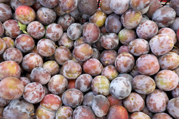 Prunes