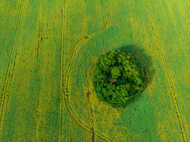 istock Aerial view of rapeseed field 1333746763