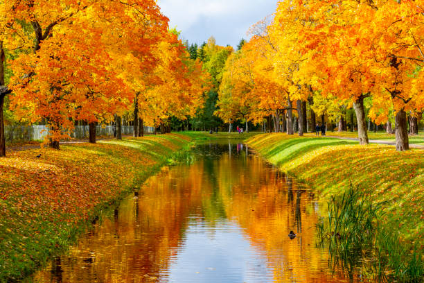 follaje de otoño en el parque alexander, tsarskoe selo (pushkin), san petersburgo, rusia - catherine park fotografías e imágenes de stock