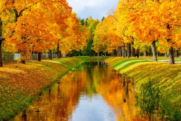 Autumn foliage in Alexander park, Tsarskoe Selo (Pushkin), Saint Petersburg, Russia