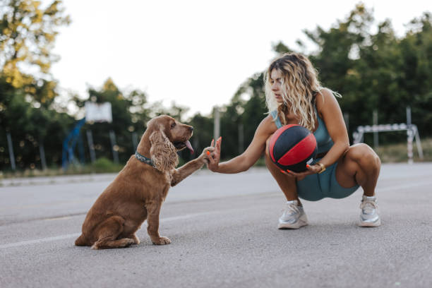 gutes spiel - action dog outdoors animal trainer stock-fotos und bilder