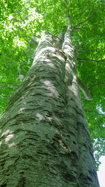 faggio di grandi dimensioni dritto - beech leaf low angle view deciduous tree tree trunk foto e immagini stock