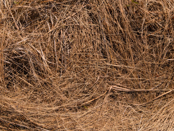 istock Grunge texture of dry grass 1333749623