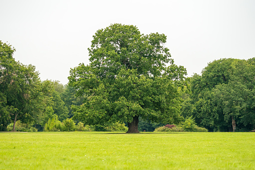 Big oak tree in a park