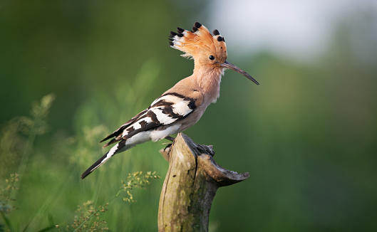 hoopoe sits on a stump , beauty and uniqueness of wild nature