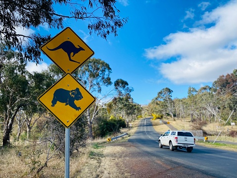 Horizontal closeup landscape photo of a yellow road safety sign with a black symbol of a koala bear and a black hopping kangaroo next to a road with a moving white car on the outskirts of Armidale, New England, nSW