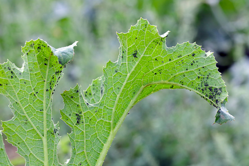 Attack of aphids (Aphis gossypii) on the leaves of zucchini.