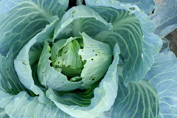 Photo of cabbage damaged by caterpillars of diamondback moth (Plutella xylostella), sometimes called the cabbage moth. Two pupae in the cocoon are visible.