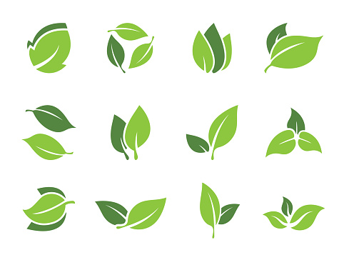 Collection of leaf elements for logo or eco symbols. Vector green leaves for design