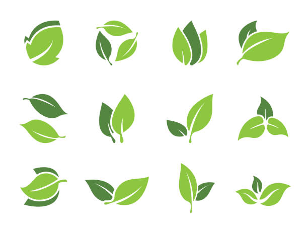 Collection of leaf elements for logo or eco symbols. Vector green leaves for design Collection of leaf elements for logo or eco symbols. Vector green leaves for design plant stem stock illustrations