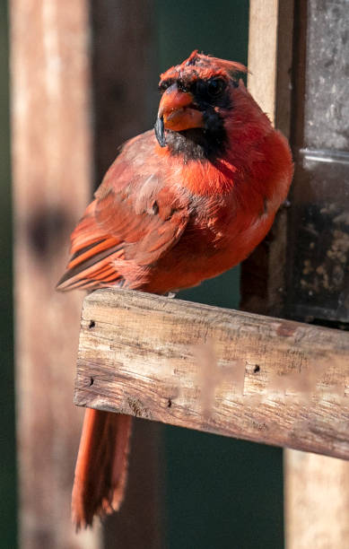 istock Molting Northern Cardinal on a wooden bird feeder 1333753493