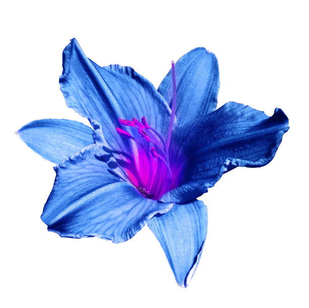 Blue lily flower  on white isolated background with clipping path. Closeup. For design. Nature.