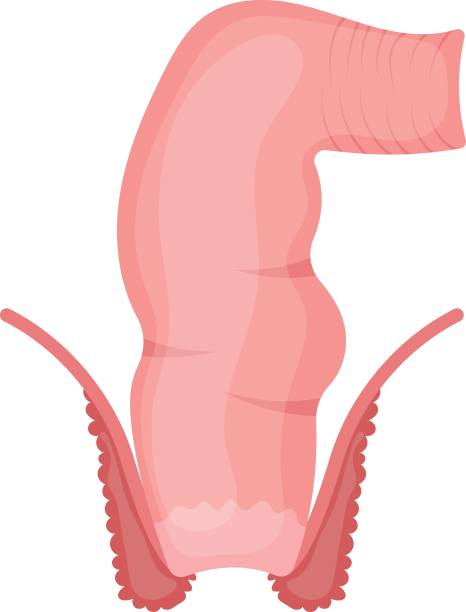 концепция прямой кишки человека, толстая кишка векторный цвет икона дизайн, символ системы органов, знак анатомии человека, части человече� - urethral sphincter stock illustrations