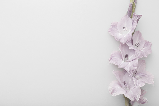 Fresh gladiolus flower on light gray table background. Closeup. Condolence card. Empty place for emotional, sentimental text, quote or sayings. Top down view.
