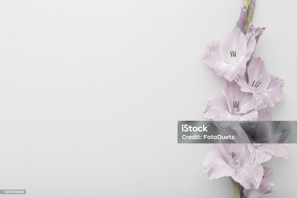 Fresh gladiolus flower on light gray table background. Closeup. Condolence card. Empty place for emotional, sentimental text, quote or sayings. Top down view. Memorial Stock Photo