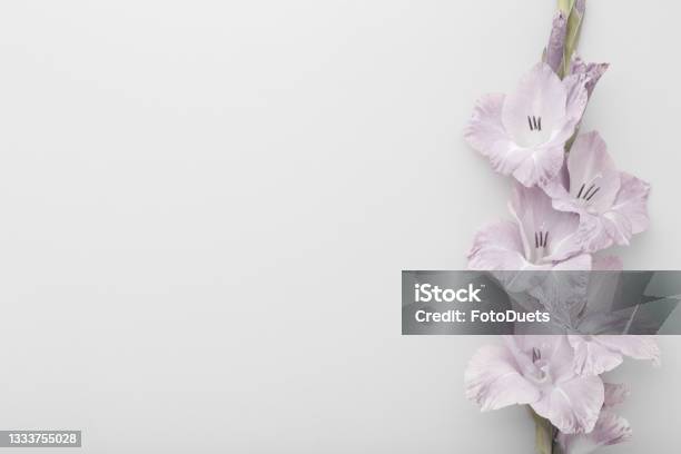 Fresh Gladiolus Flower On Light Gray Table Background Closeup Condolence Card Empty Place For Emotional Sentimental Text Quote Or Sayings Top Down View Stock Photo - Download Image Now