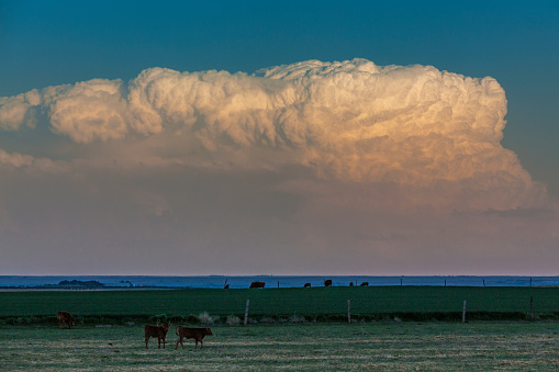 Billowing thunderhead cumulonimbus cloud rising and catching the last rays of the setting sun with cattle grazing in the foreground