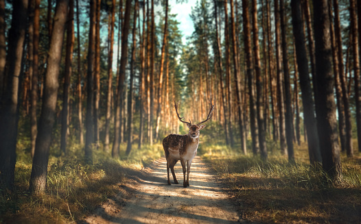 A deer stands on a sandy road in the forest. Fog and bright sky through coniferous trees in the park. Environmental protection.