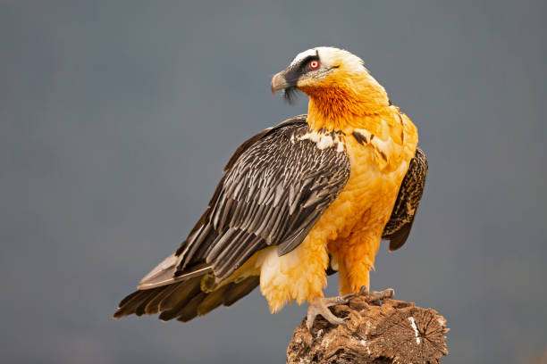 A huge bird of prey perched on a large tree trunk in the mountains of Spain