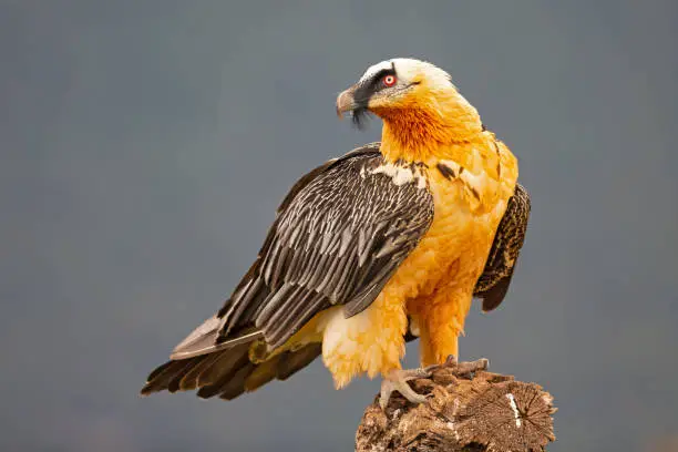 Photo of Bearded vulture (Gypaetus barbatus) perched on a tree in the Spanisch mountains. Lammergier die op een boomstronk zit in de Spaanse Pyreneeën.