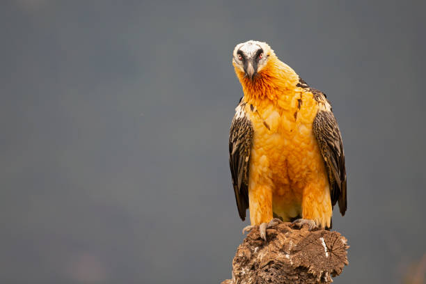 istock Bearded vulture (Gypaetus barbatus) perched on a tree in the Spanisch mountains. Lammergier die op een boomstronk zit in de Spaanse Pyreneeën. 1333756073