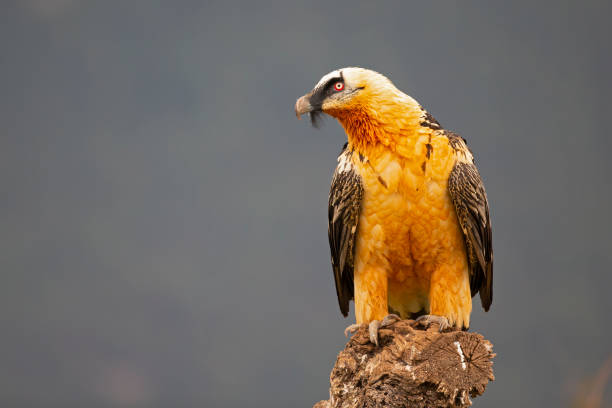 Bearded vulture (Gypaetus barbatus) perched on a tree in the Spanisch mountains. Lammergier die op een boomstronk zit in de Spaanse Pyreneeën. A huge bird of prey perched on a large tree trunk in the mountains of Spain vulture photos stock pictures, royalty-free photos & images